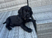 black cocker spaniel