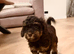 Kc registered toy poodle