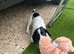 Spanile beagle
