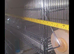 Trio Canary and Finches braiding cage new
