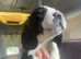 Springerxcooker spaniels