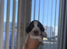 Sprocker