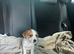 Jack russel girl