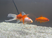 Free large goldfish