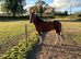 HARRY &mdash; EXCITING 4YO PROSPECT