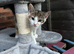 Cute kitten free