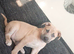 Presa Canario mix acita