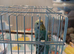 Available Budgie Babies 8 weeks old - 2 left Minty blue rainbow Boy and Rainbow Green yellow Hen