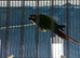Baby Male conure Glasgow