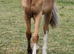 Registered Welsh C yearling colr