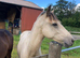 Registered 2 yr old buckskin gelding