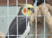 Healthy young male
