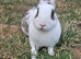 Two Beautiful Female Bunnies Looking for a Loving New Home