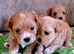 F1 teacup asian Maltipoo