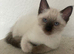 Siamese x Ragdoll delivery available