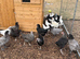 Point of lay hybrid chickens