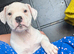 Female Johnson American Bulldog