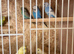 Young budgies