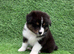 Australian Shepherd Puppies