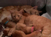 Mainecoon cross kittens
