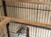 Budgies