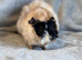 Roan Abyssinian Boar