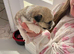 Miniature jack Russell puppies ready for there forever home