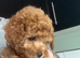 Toy poodle female