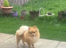 ️ Special Cream Male Pomeranian Puppy