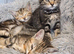 Beautiful babies for sale