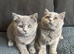 Scottish fold for sale