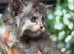 Ragdol x persian kittens