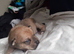 Pikenesse Cross jack Russell