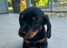 KC Miniature Dachshund Smooth Girl PRA Clear