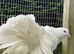 Fantail doves permanently erected tails