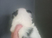 Shih Tzu puppies last boy & Girl