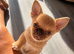 Chocolate fawn male chihuahua smoothcoat
