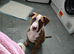 Corso cross ridgeback