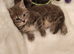 Beautiful Russian Blue x Tabby 8 weeks old fully litter trained