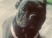 KC REG PEDIGREE FRENCH BULLDOG PUPPIES