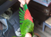 Hand reared black capped conure