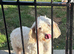 Gorgeous F1B Cockapoo puppies ready now
