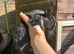 Dutch x lion head Rabbits