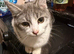 Kittens available for rehome