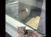 Unknown cat breed for sale 1-2 years old