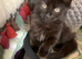 Female kittens ready now