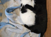 Beautiful Maine Coon mix 3 kittens