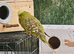 Budgies