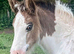 Quality Shire X Traditional Filly to make over 15 hh