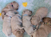 Gorgeous lhasapoo puppies, 1 girl left